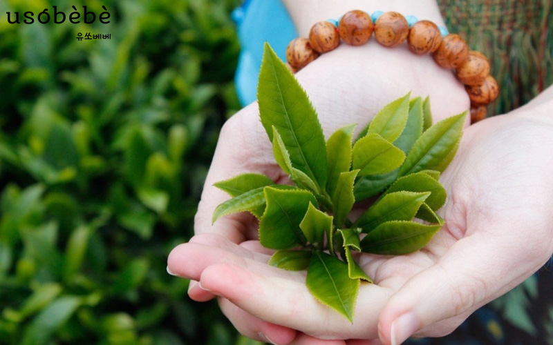 Lá chè xanh chứa tanin và Lyzozym, đây là những chất sát khuẩn tự nhiên