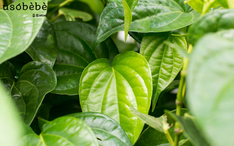 Lá trầu không giúp trị hăm tã nhờ đặc tính ấm, kháng khuẩn